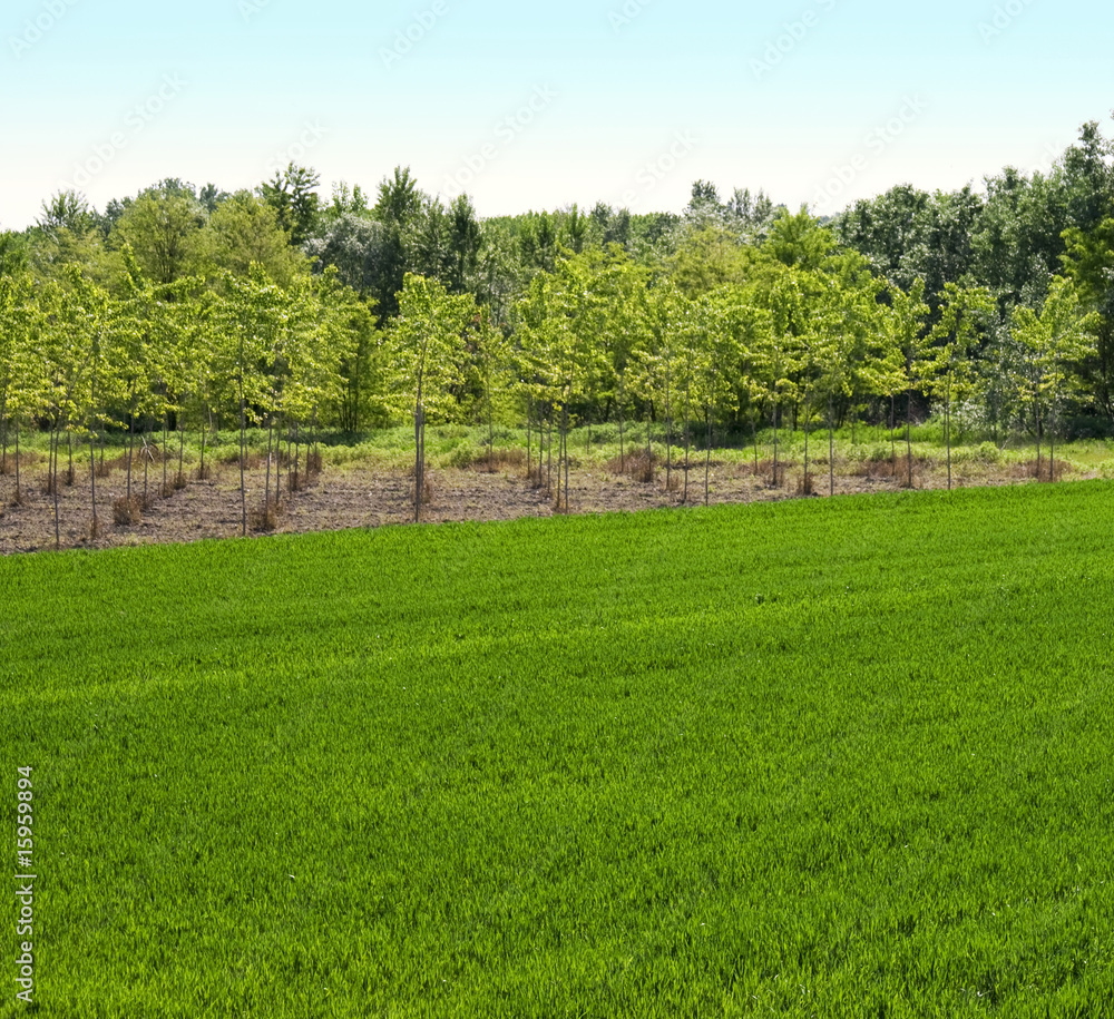 Field Field