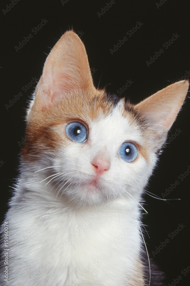 portrait d'un chat de race ojos azules de face - détourable