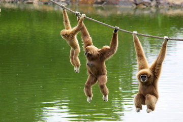 Fotobehang Aap Gibbon familie hangend aan touw  © Andrei Kazarov