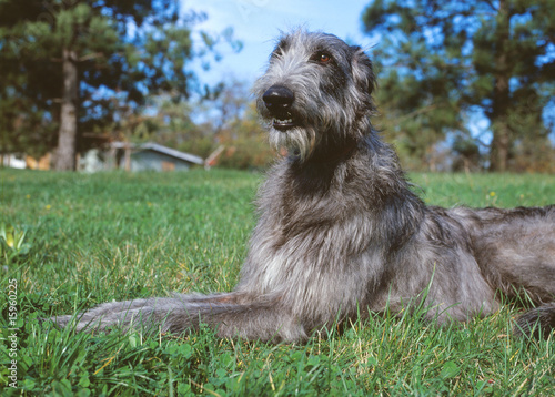 portrait d'un deerhound de face couché dans l'herbe