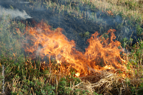 Fire in the dry grass field