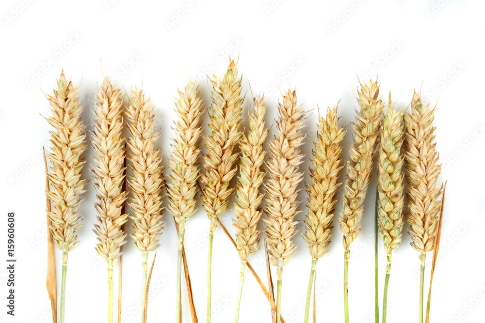 Grain ears Grain ears