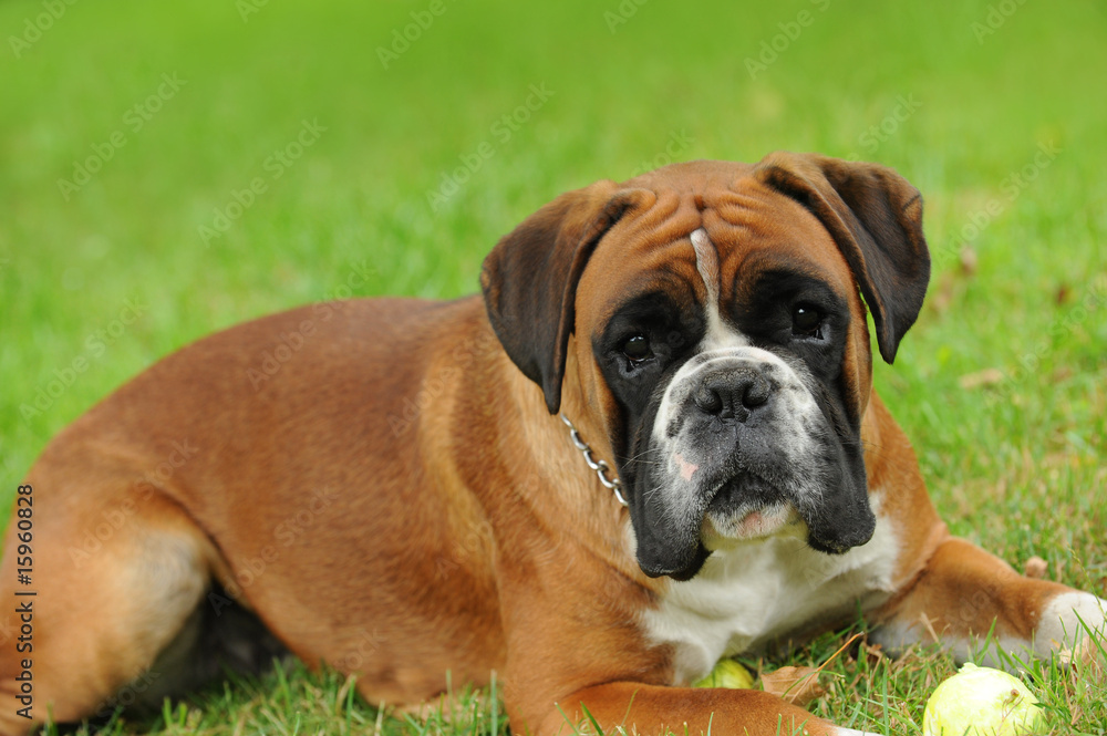 Boxer 228 Boxer 228