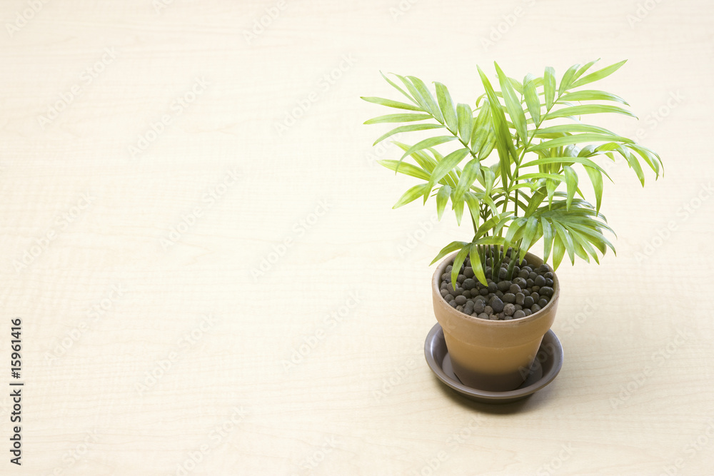 Obraz premium 観葉植物