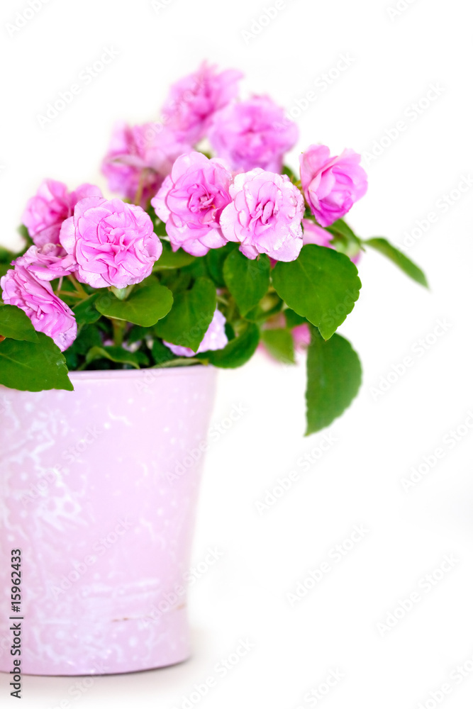 custom made wallpaper toronto digitalPink Begonia in pink pot