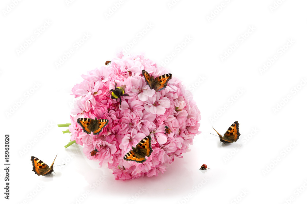 Butterfly, ladybirds and bumblebee on pink flowers Butterfly, ladybirds and bumblebee on pink flowers