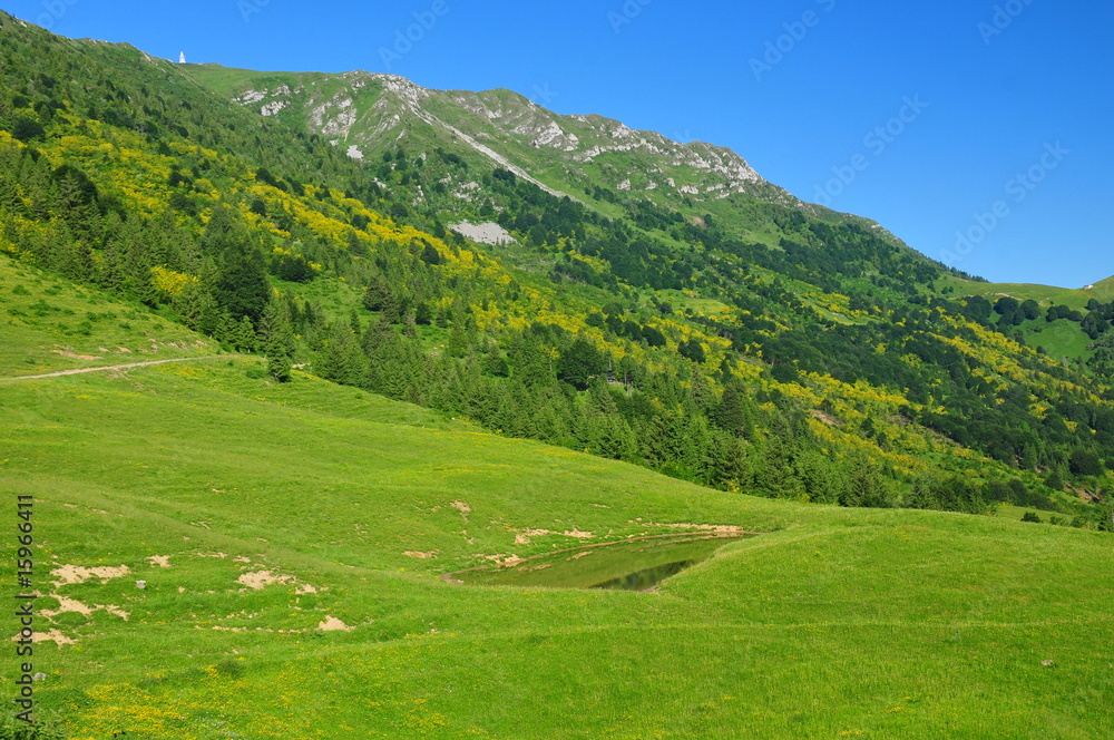 mountain landscape with yellow flowers