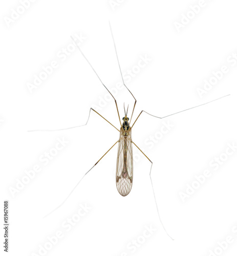 long legs mosquito