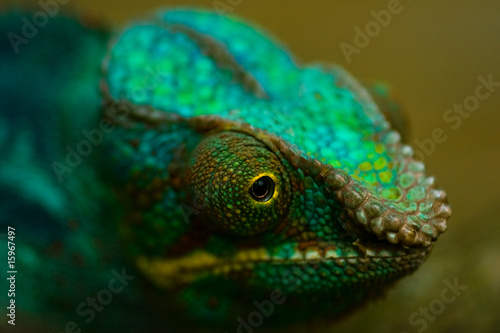 Head of Panther chameleon in close view