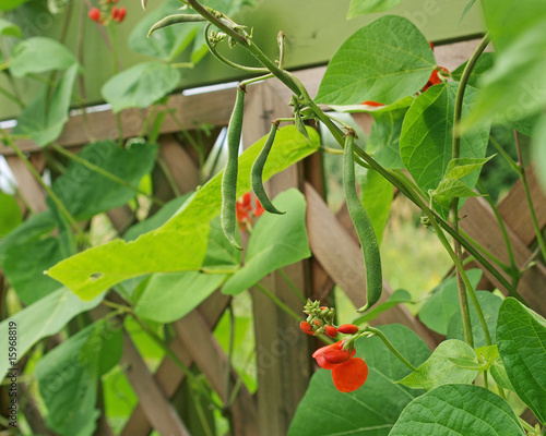 Close-up of runner beans growing