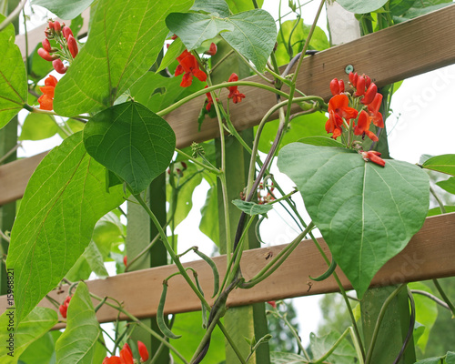 Bilde på lerret Runner beans growing in garden