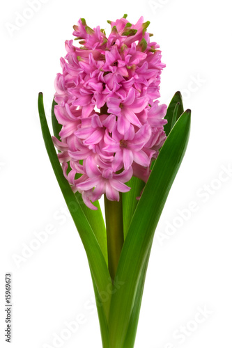 pink hyacinth