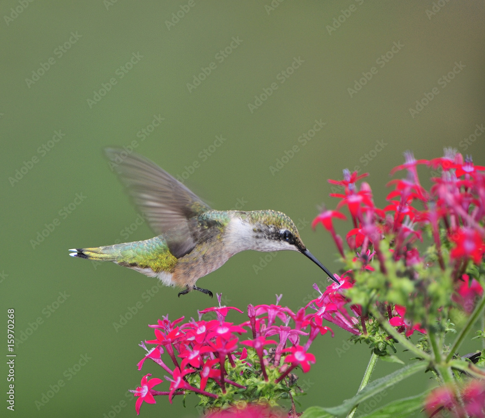 Fototapeta premium Ruby Throated Hummingbird (female)