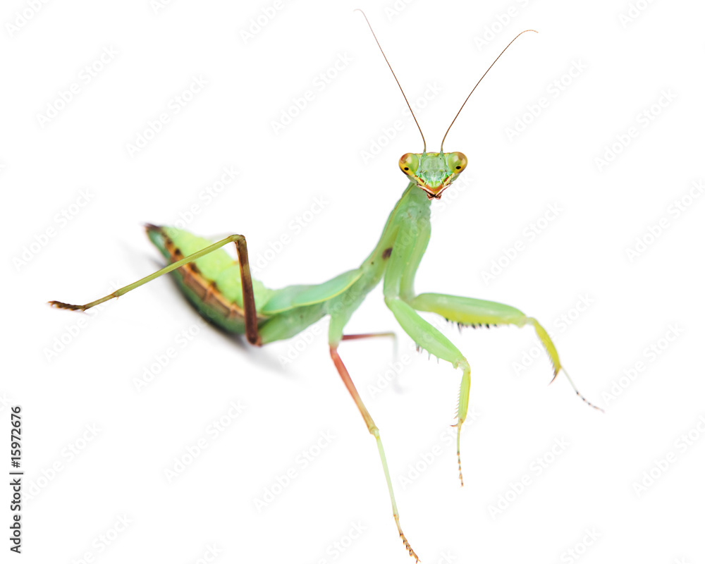 Mantis isolated on white background. Mantis isolated on white background.
