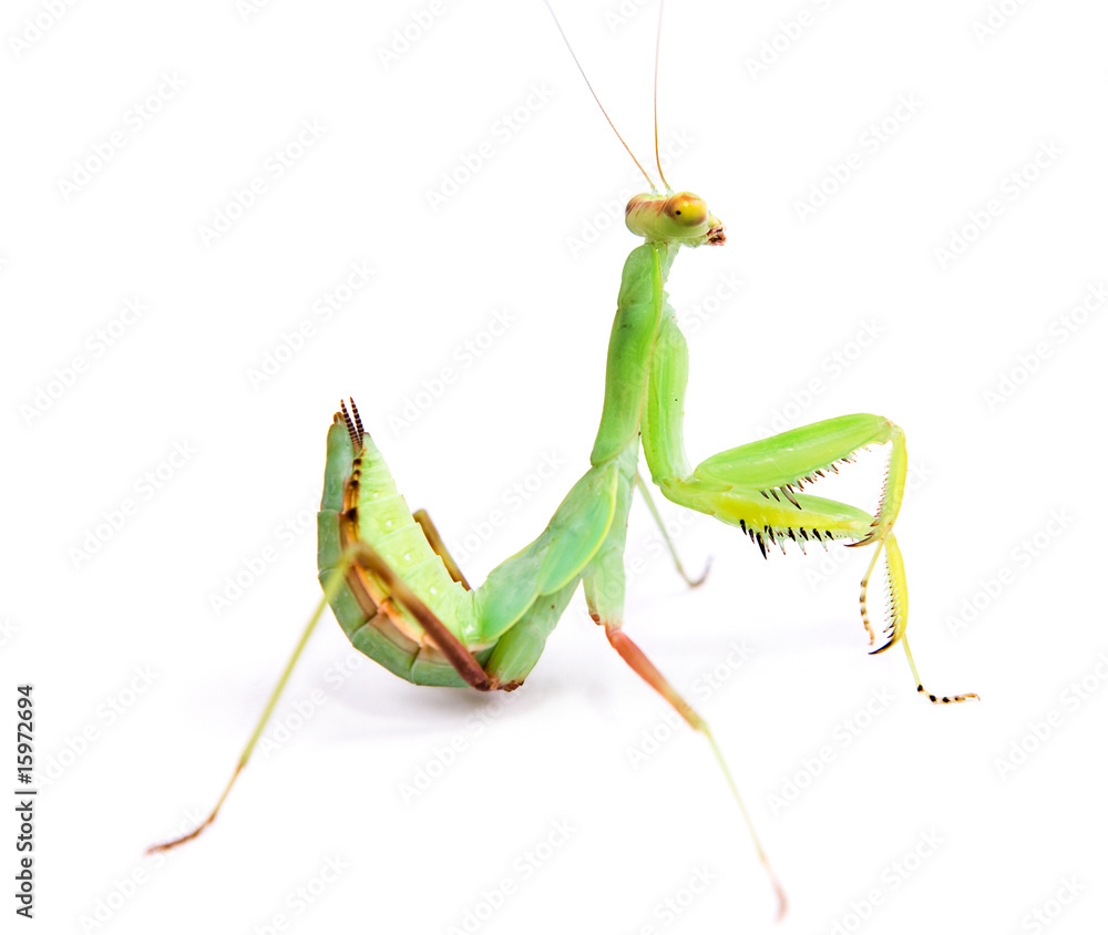 Mantis isolated on white background. Mantis isolated on white background.