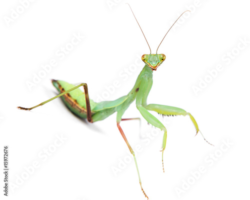 Mantis isolated on white background.