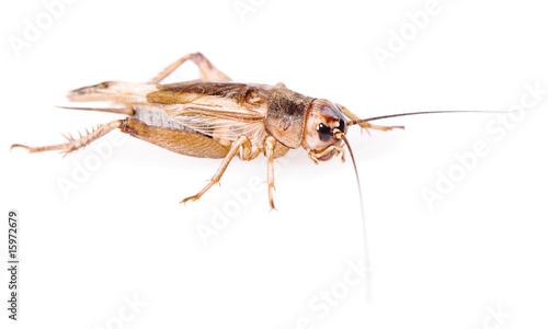 Cricket beetle (gryllus assimilis)