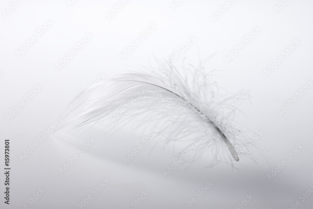 Obraz premium 羽