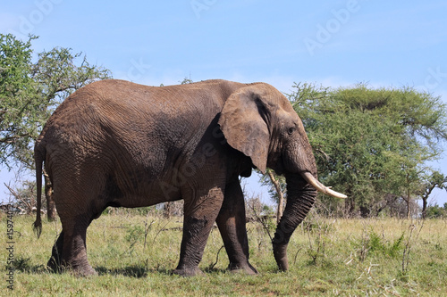 Wild African Elephant in Tanzania