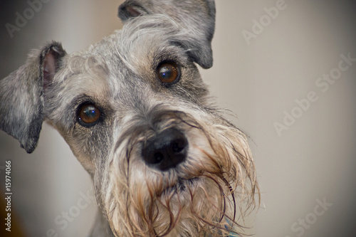 фотографія Miniature Schnauzer dog with brown eyes