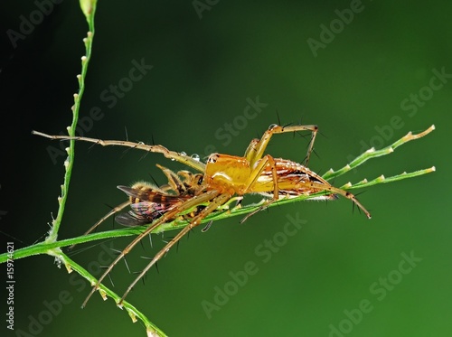 lynx spider eating a bee