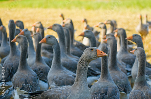 Photos perigord geese