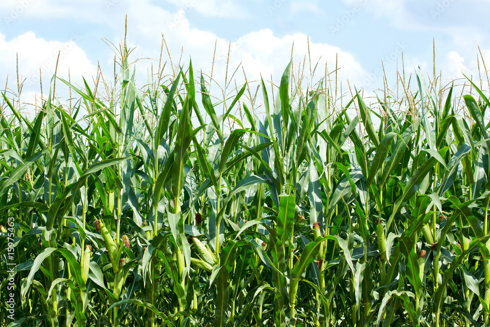 Obraz premium Corn field