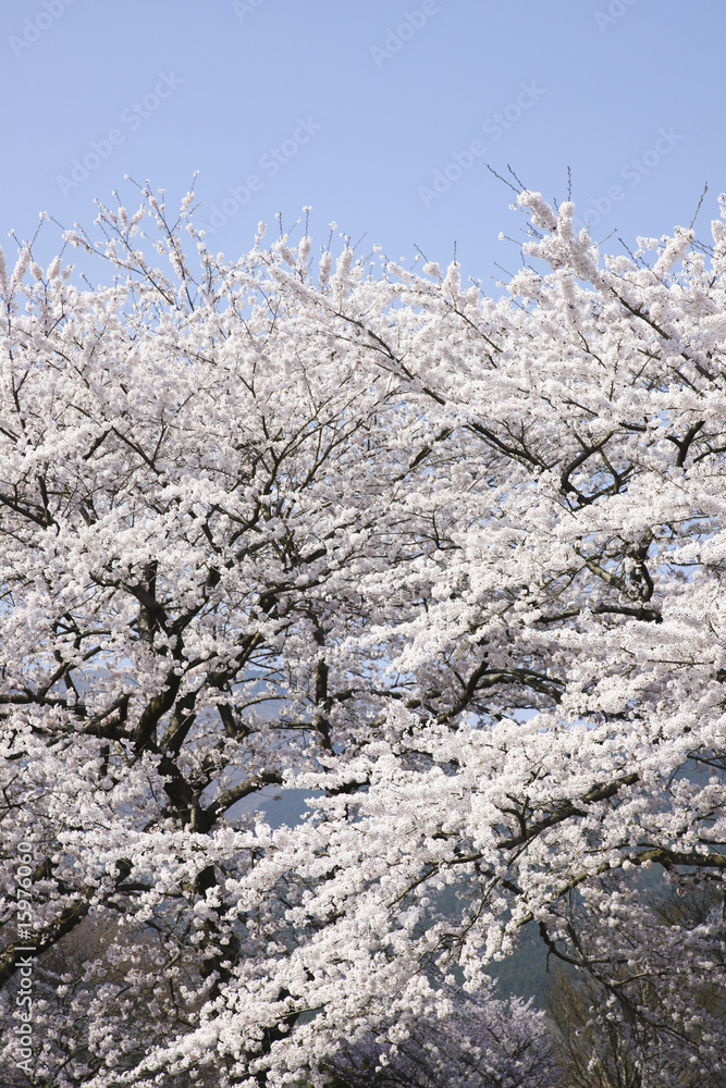桜 桜