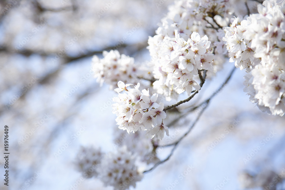 桜 桜