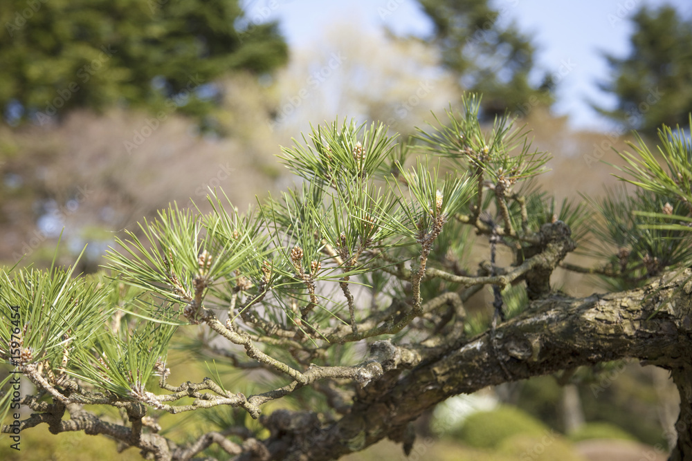 Naklejka premium 松の木