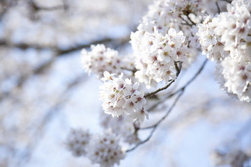 Papier peint photo  桜  © Paylessimages