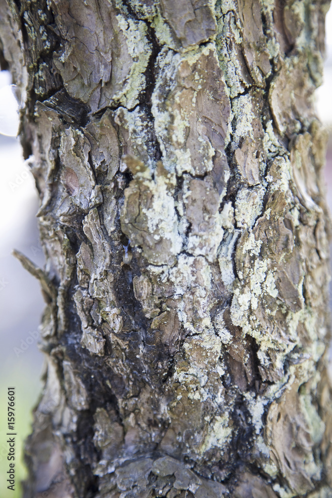 Obraz premium 松の幹