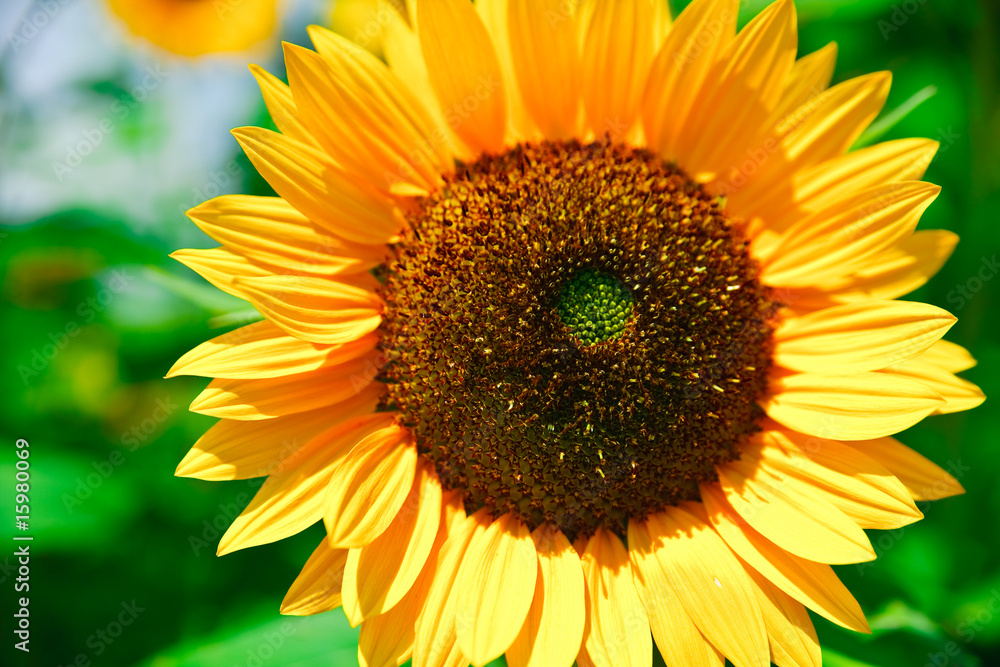 Obraz premium fresh sunflower on blue sky as background