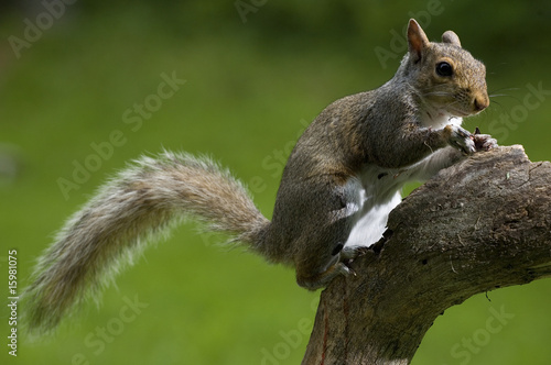 strobist squirrel