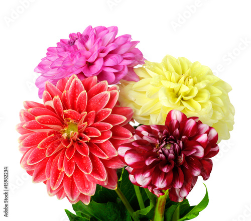 Fototapeta Naklejka Na Ścianę i Meble -  Background of dahlia flowers