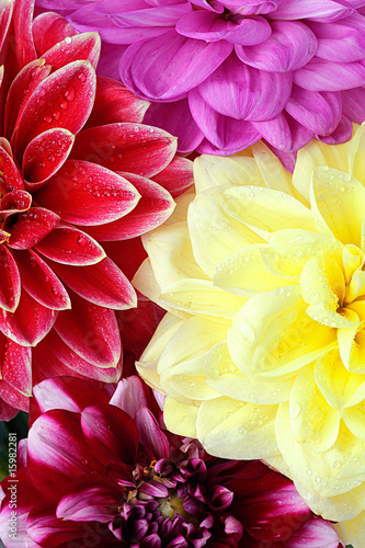 Fototapeta Naklejka Na Ścianę i Meble -  Background of dahlia flowers