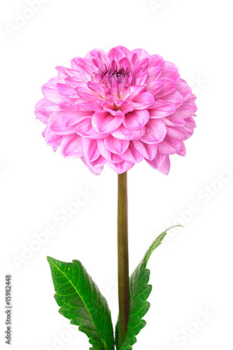Fototapeta Naklejka Na Ścianę i Meble -  Pink dahlia isolated