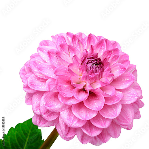 Fototapeta Naklejka Na Ścianę i Meble -  Pink dahlia isolated