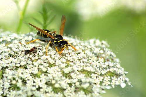 Biene und Ameise