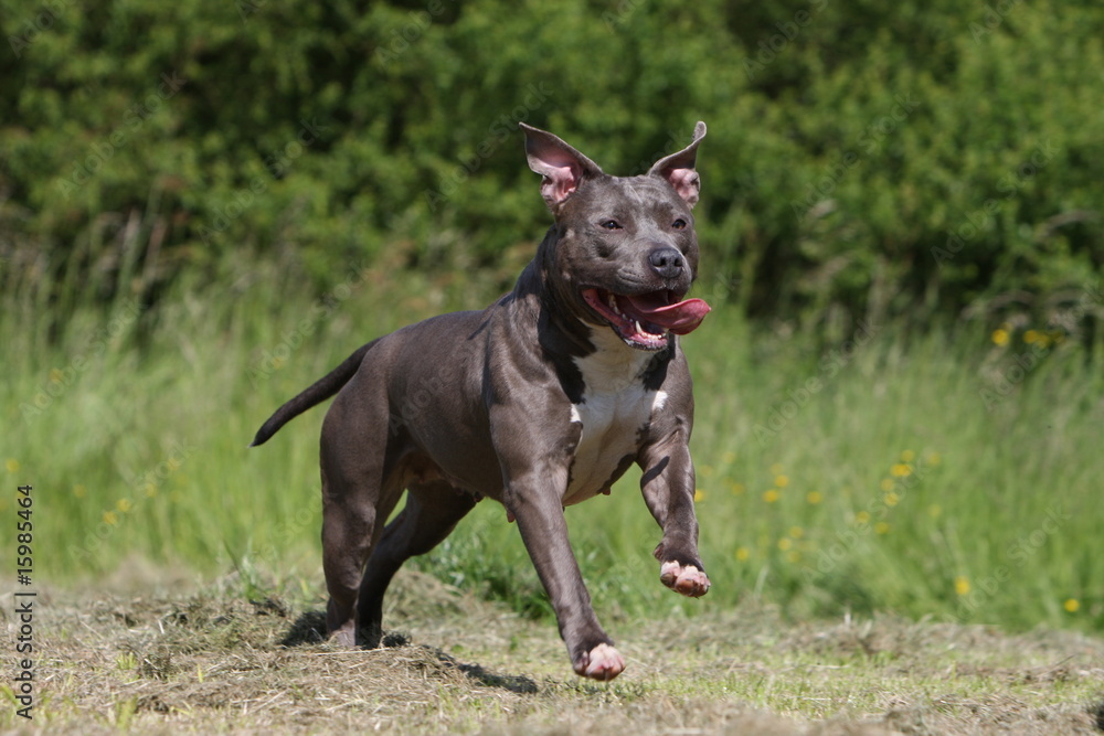 american staffordshire terrier sautant dans la prairie.detente