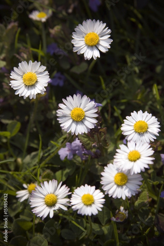 Daisy smile