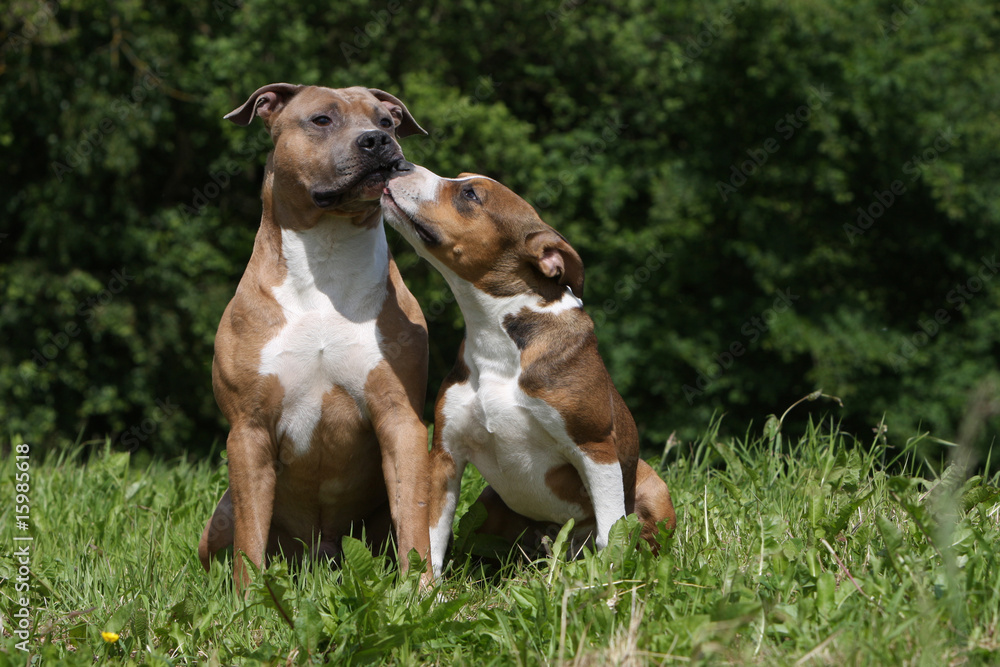 tendresse et bisou entre deux american staffordshire terrier