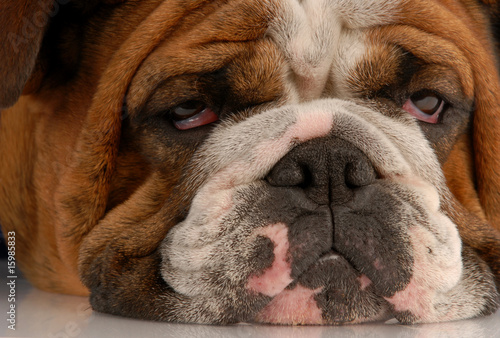 close up of ugly english bulldog with sad droopy eyes