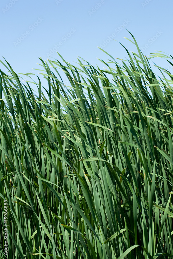 Obraz premium reed background