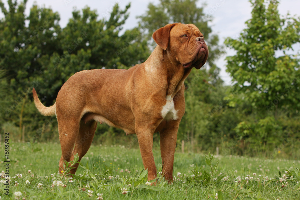 dogue de bordeaux debout de trois quart .fierté , statique dogue de bordeaux debout de trois quart .fierté , statique