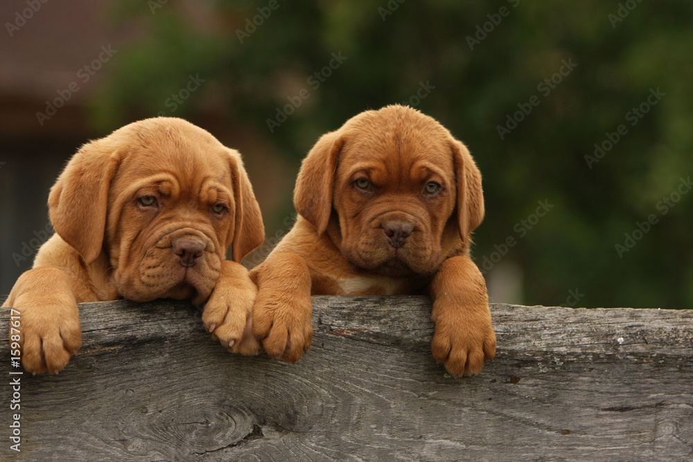 deux adorables chiots dogue de bordeaux debout cote à cote