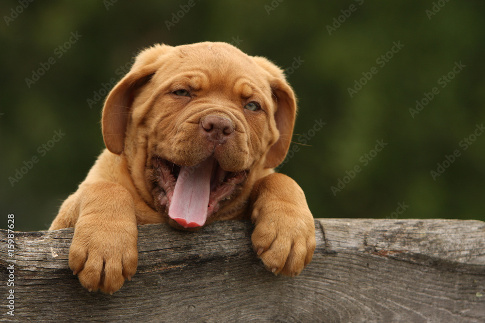 Fototapeta premium chiot dogue de bordeaux en train de bailler. fatigue paresse