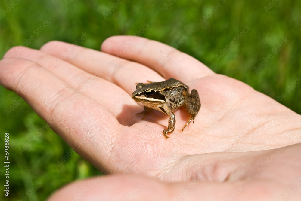 green frog green frog