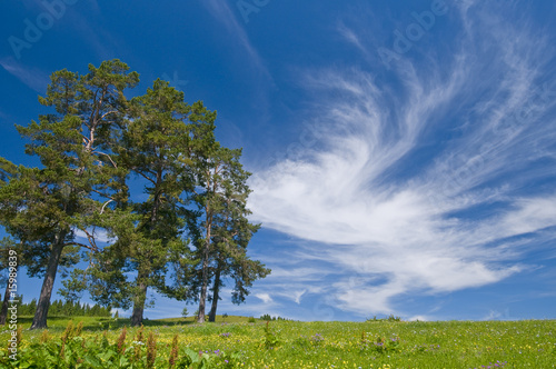 Fir trees, pasture and beautiful sky with cirrus clouds