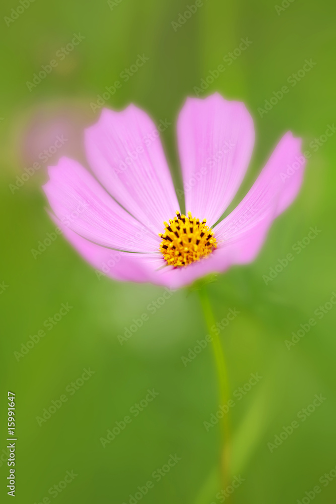 Obraz premium コスモス